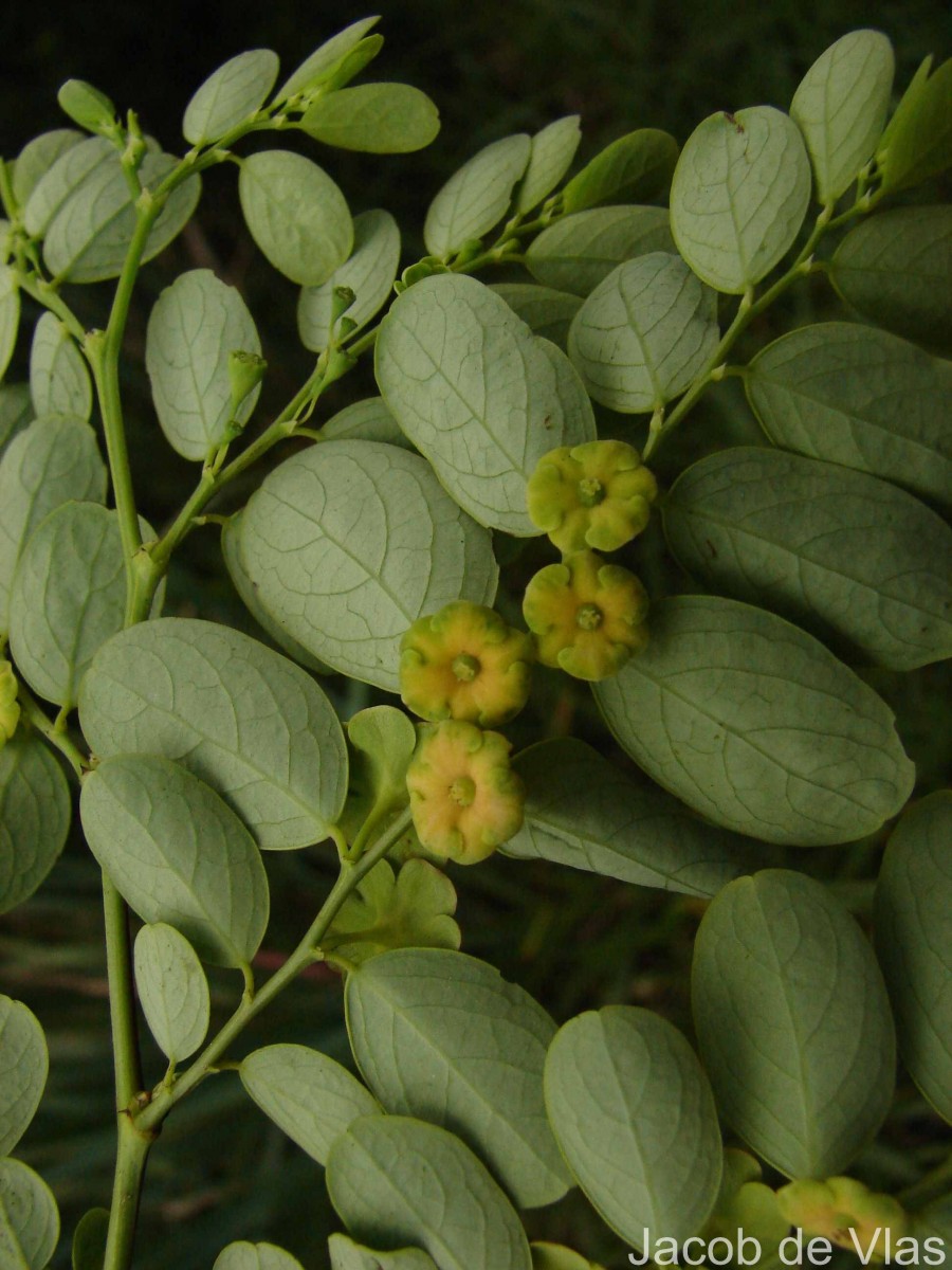 Phyllanthus retusus Dennst.